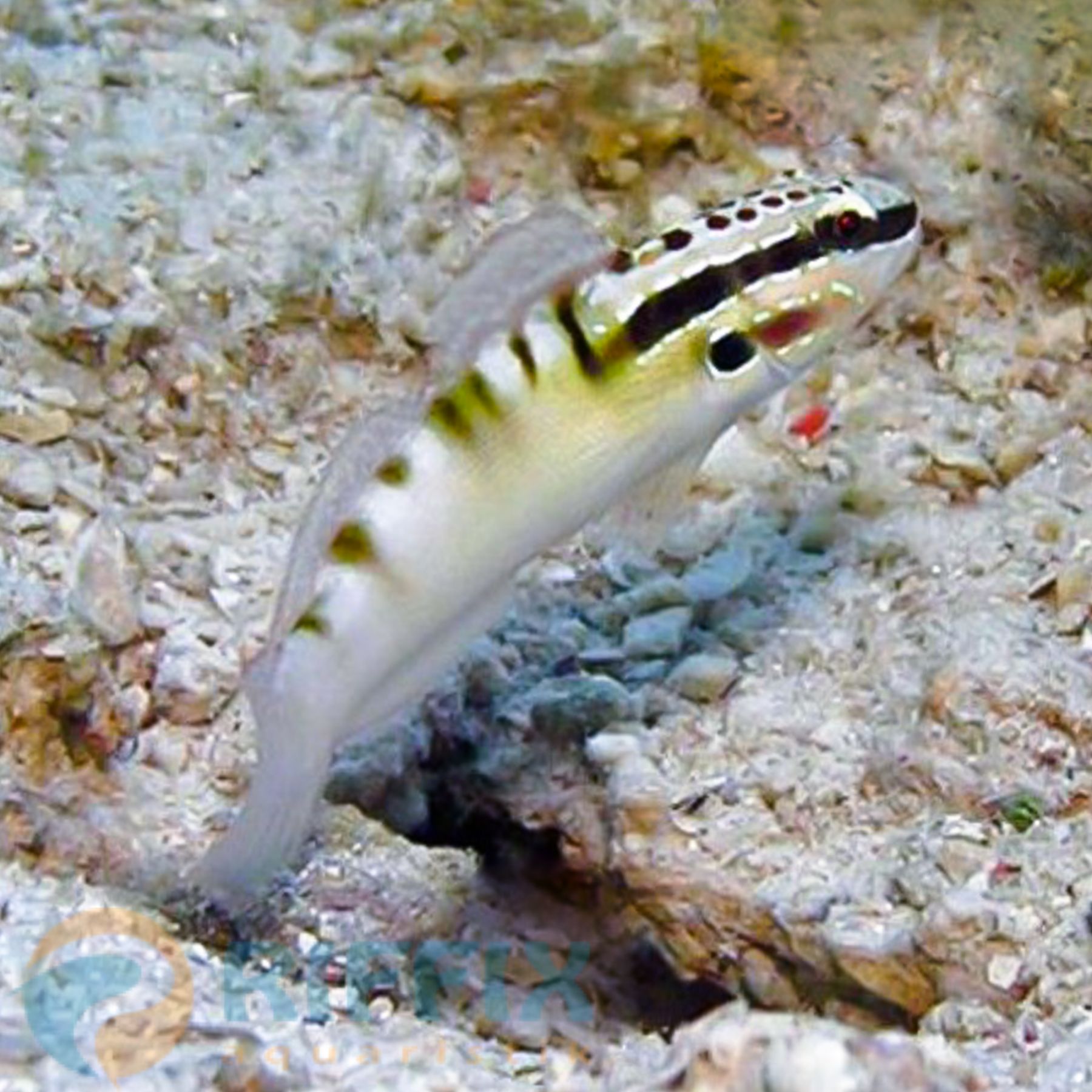 Amblygobius bynoensis - Bagger-Grundel